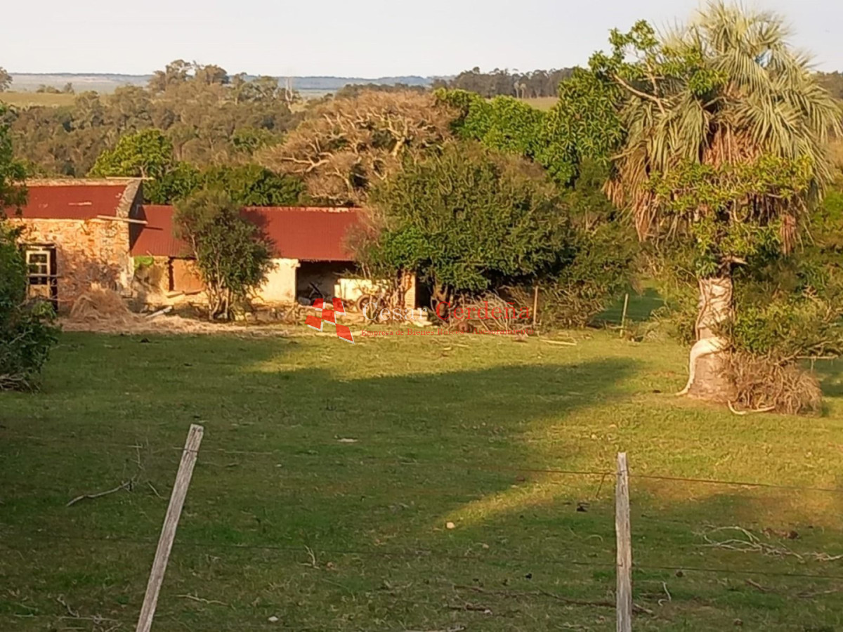 Campo Ref.1968 - VENTA - Campo 106 hectareas - Castillos