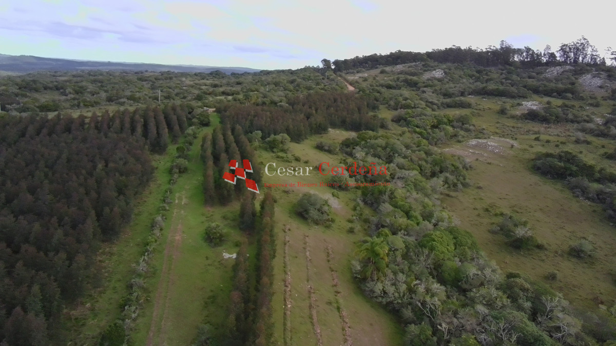 Campo Ref.1826 - VENTA - Campo 600 hectáreas Rocha - Ganadero Forestal