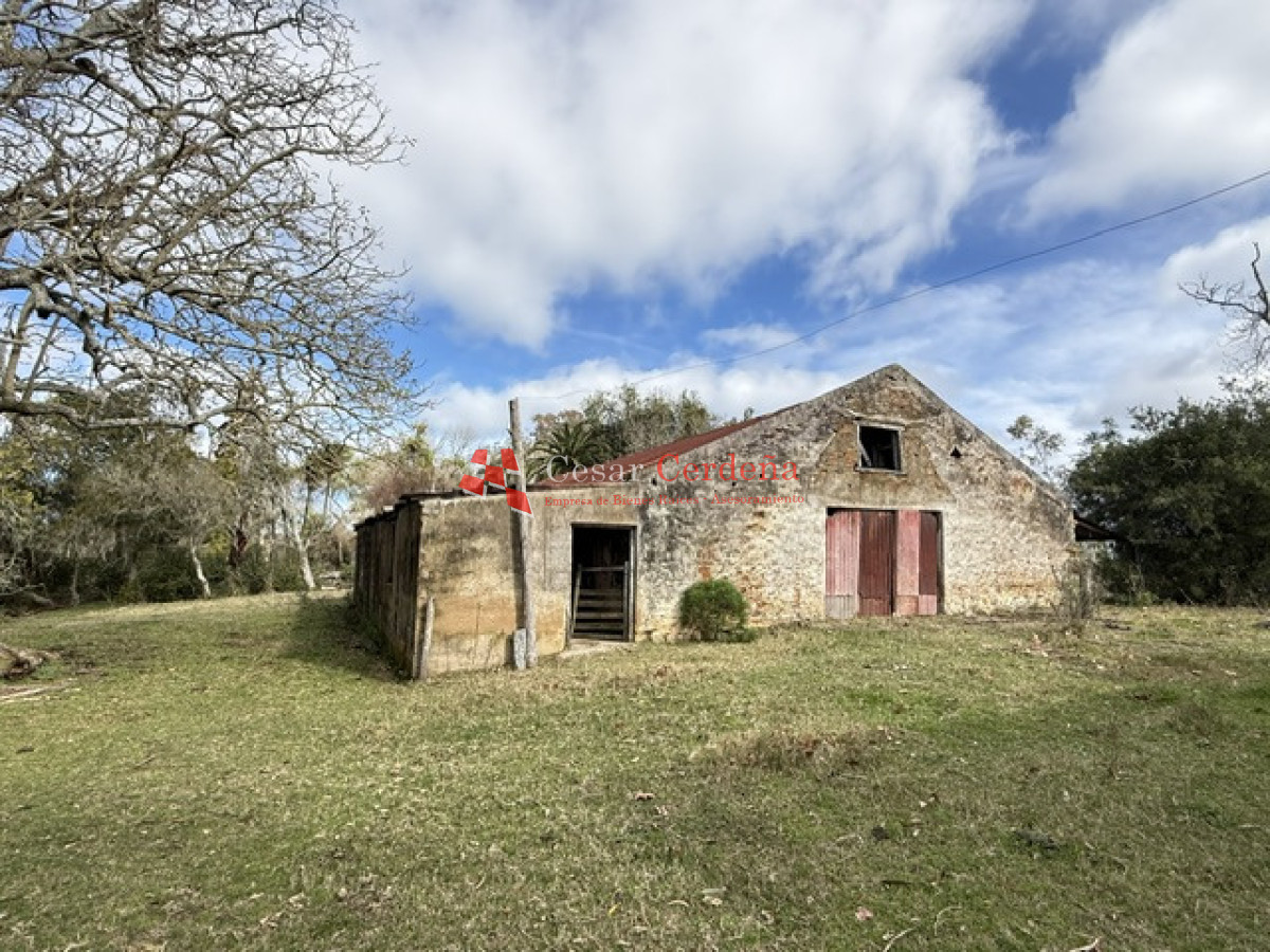 Campo Ref.1826 - VENTA - Campo 600 hectáreas Rocha - Ganadero Forestal