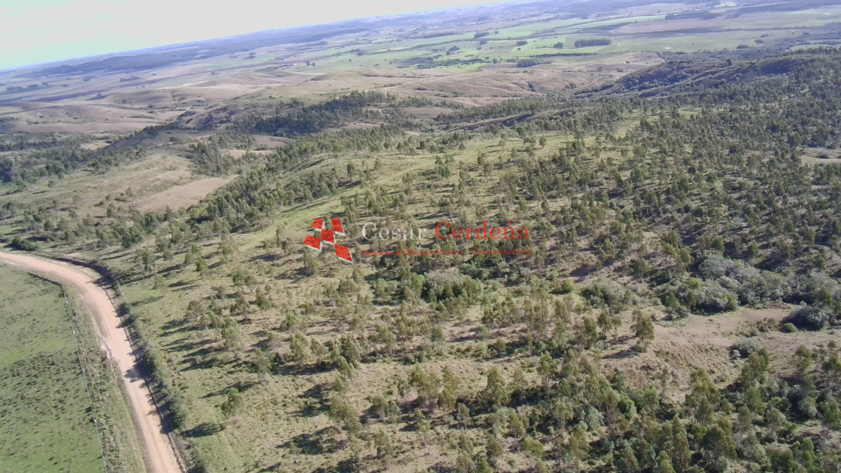 Campo Ref.1981 - VENTA - Campo 372 hectáreas en Piedras Blancas, Rocha