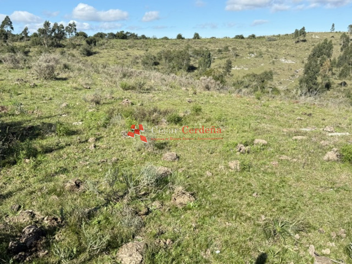 Campo Ref.2018 - VENTA - 117 HAS CASTILLOS