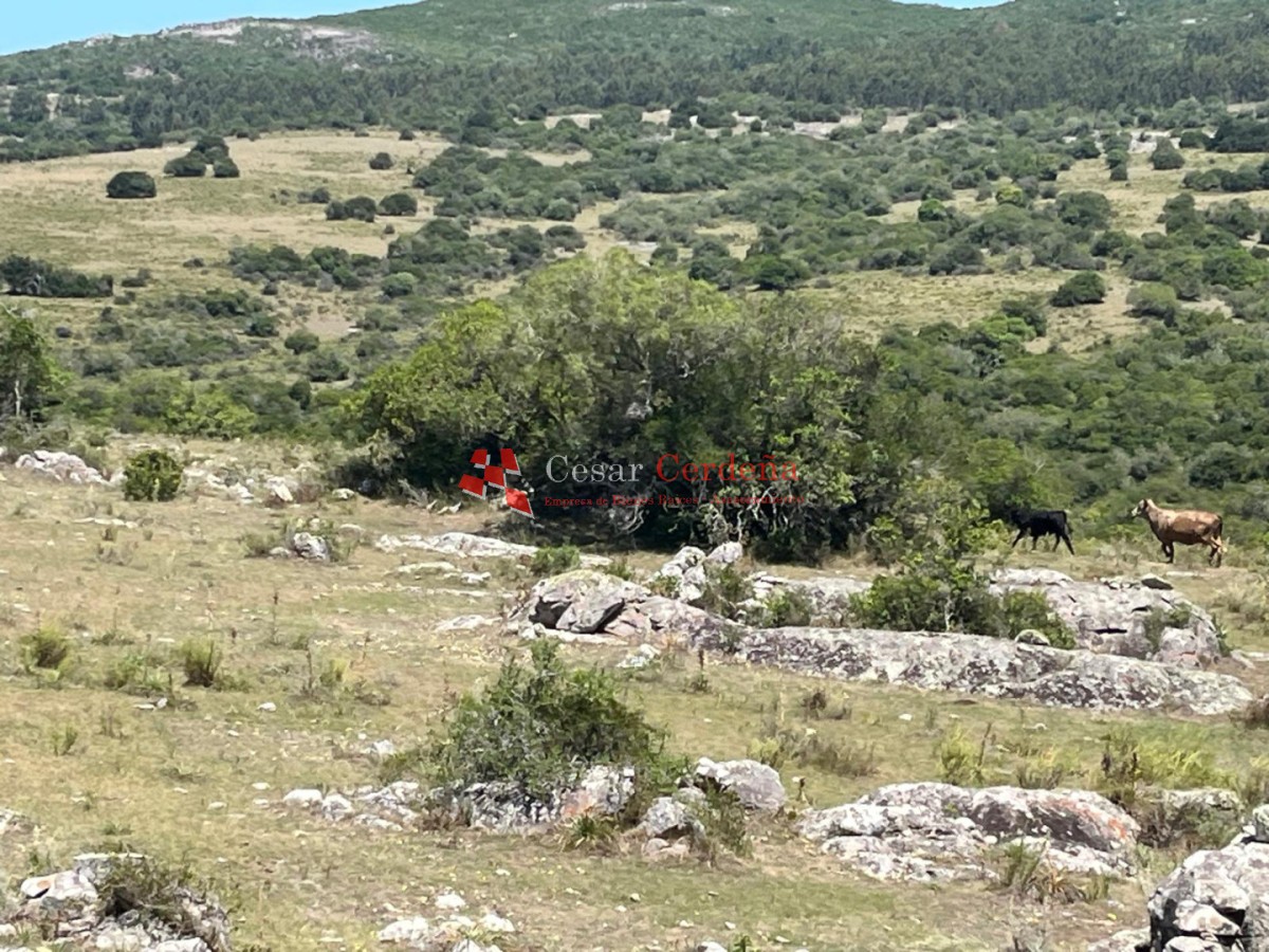Campo Ref.1970 - VENTA - Campo 49 hectareas Pan de Azucar