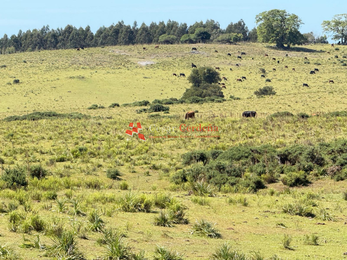 Campo Ref.1990 - VENTA - Campo 112 hectareas en La Carbonera, Rocha