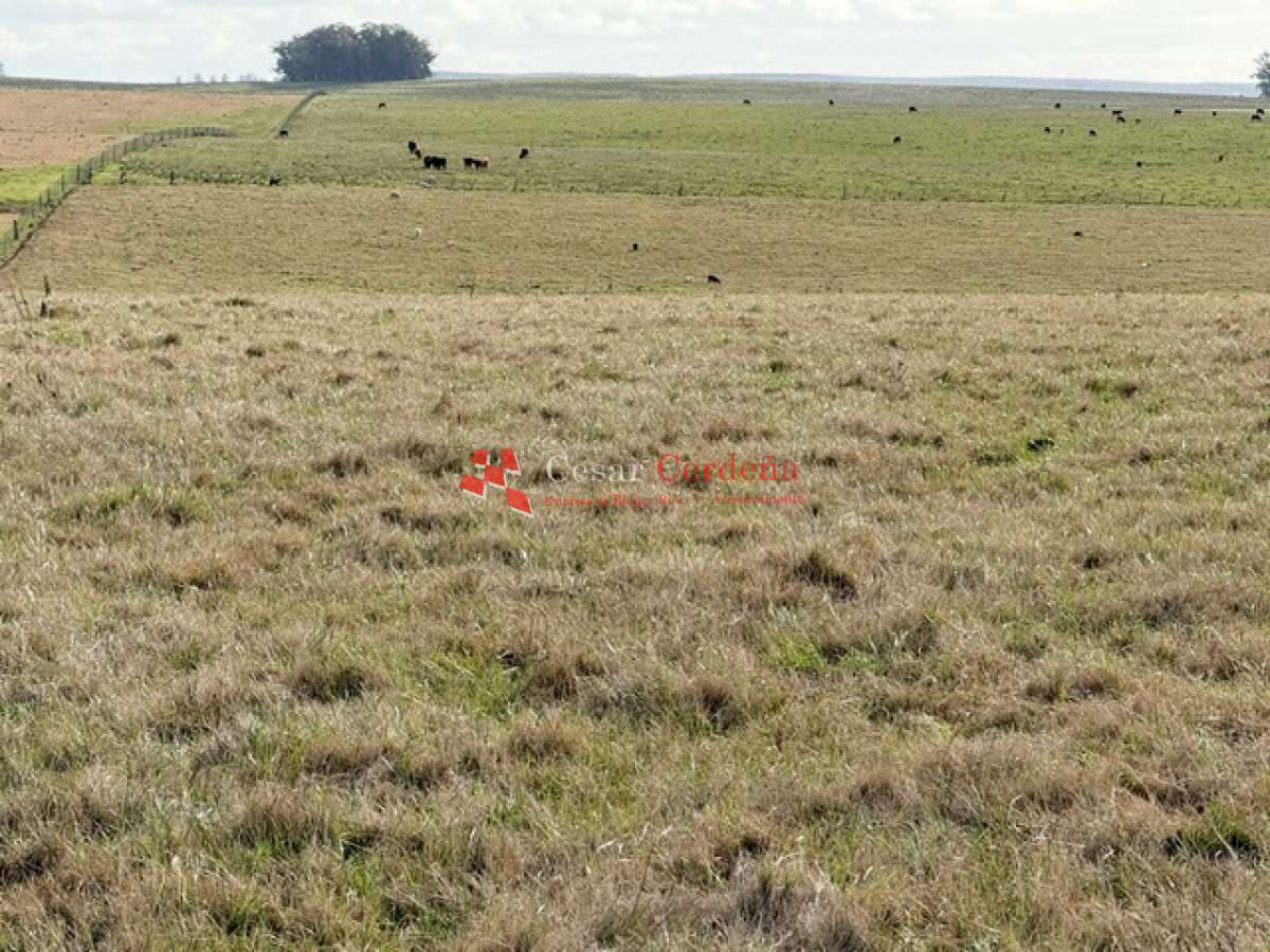 Campo Ref.2007 - VENTA - Campo 655 hectáreas cercano a Velazquez