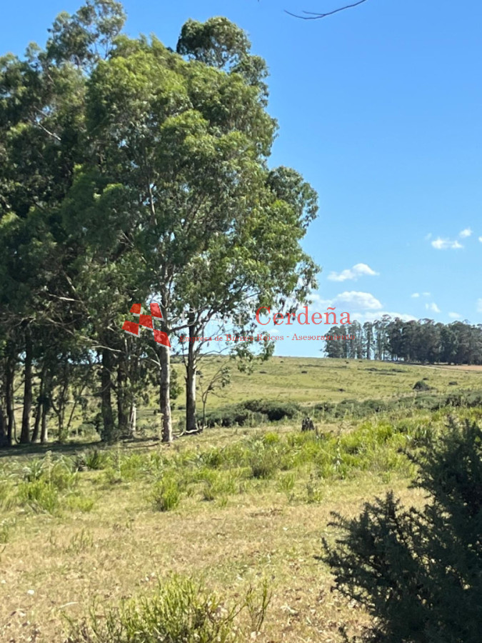 Campo Ref.1847 - VENTA - 112 has Rocha Castillos