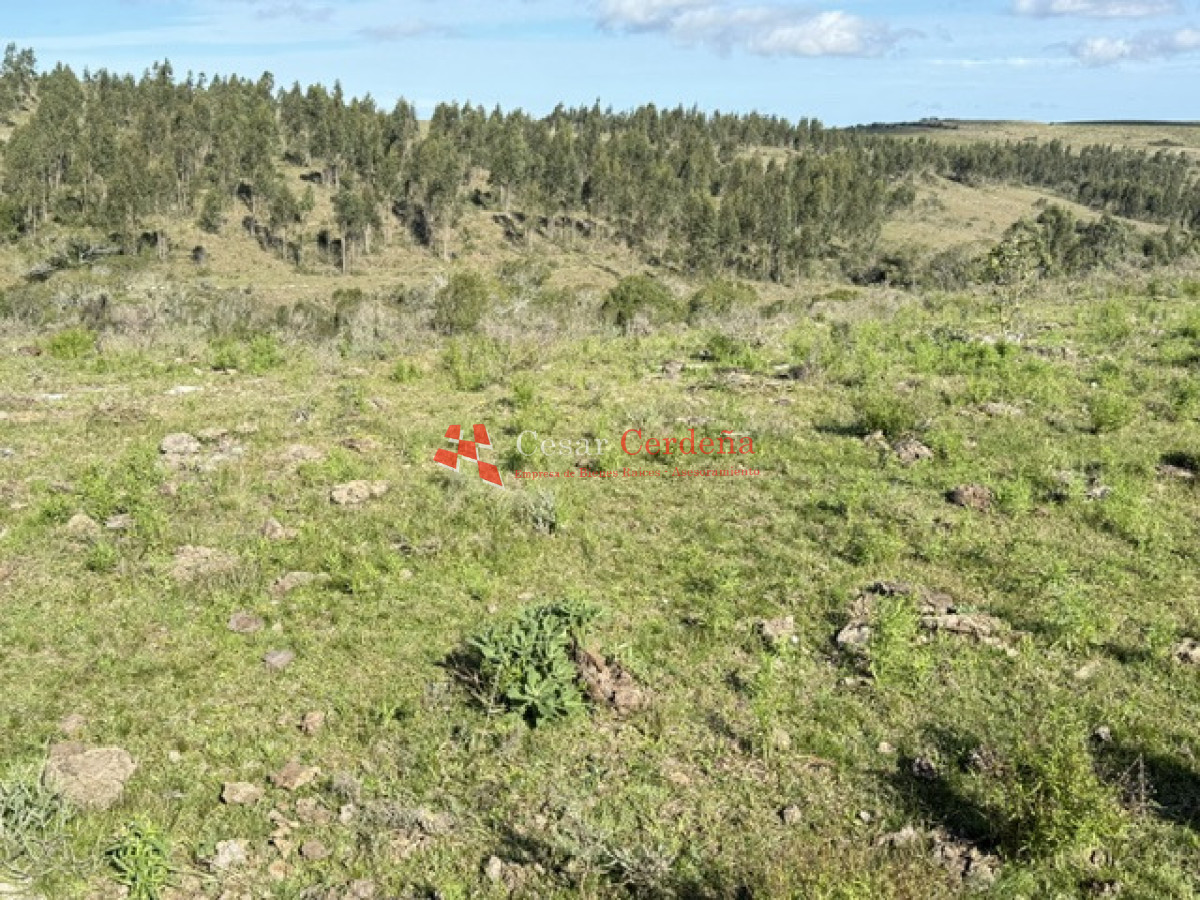 Campo Ref.1981 - VENTA - Campo 372 hectáreas en Piedras Blancas, Rocha