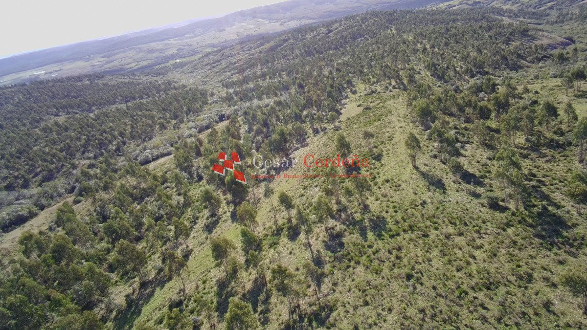 Campo Ref.1981 - VENTA - Campo 372 hectáreas en Piedras Blancas, Rocha