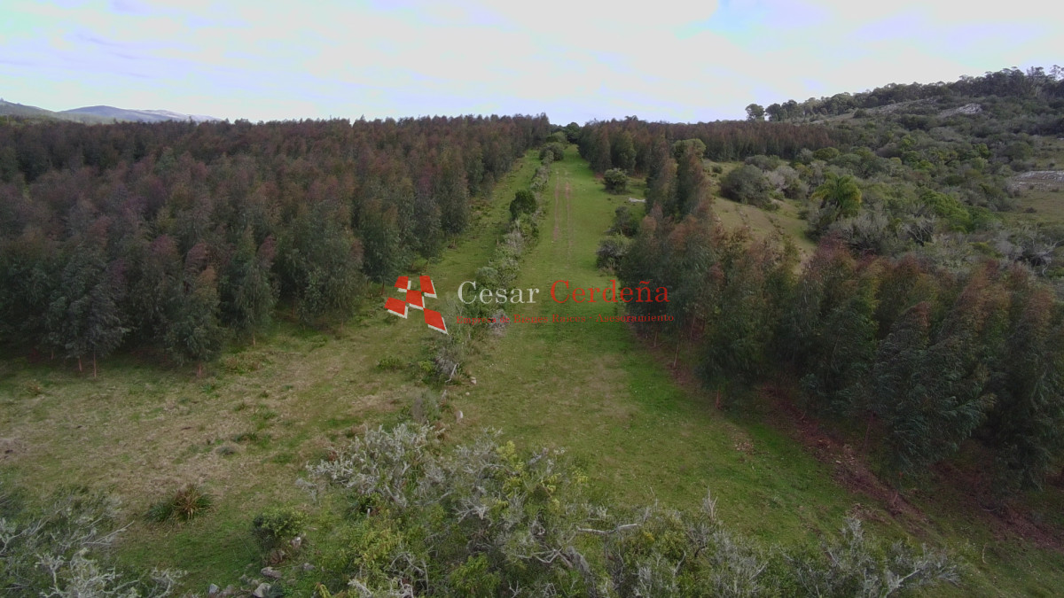 Campo Ref.1826 - VENTA - Campo 600 hectáreas Rocha - Ganadero Forestal