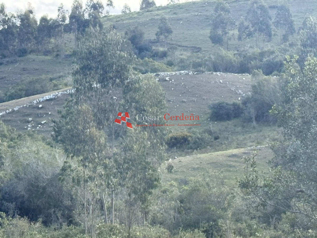 Campo Ref.1981 - VENTA - Campo 372 hectáreas en Piedras Blancas, Rocha