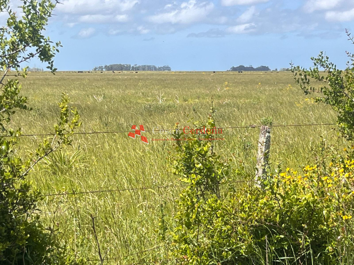 Campo Ref.1850 - VENTA - 745 HECTAREAS ROCHA