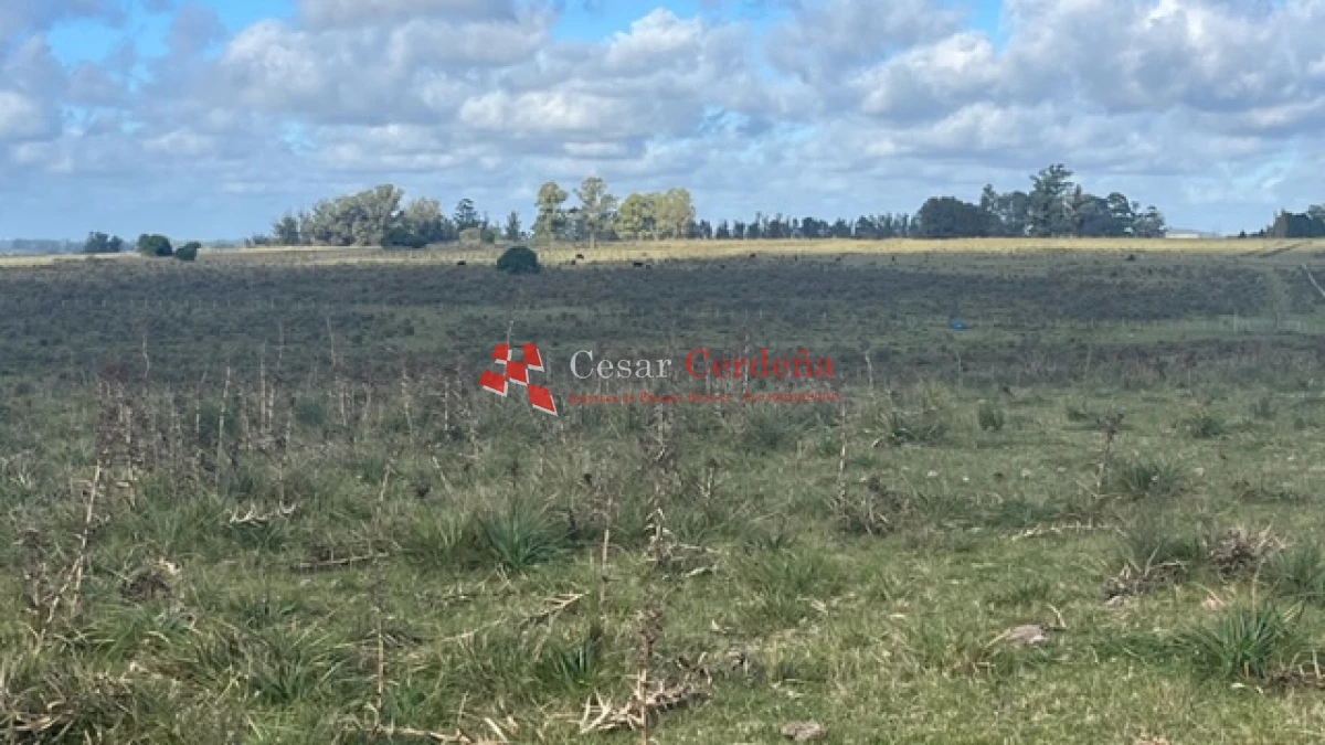 Campo Ref.1780 - VENTA - Campo de 83 hectáreas en Maldonado
