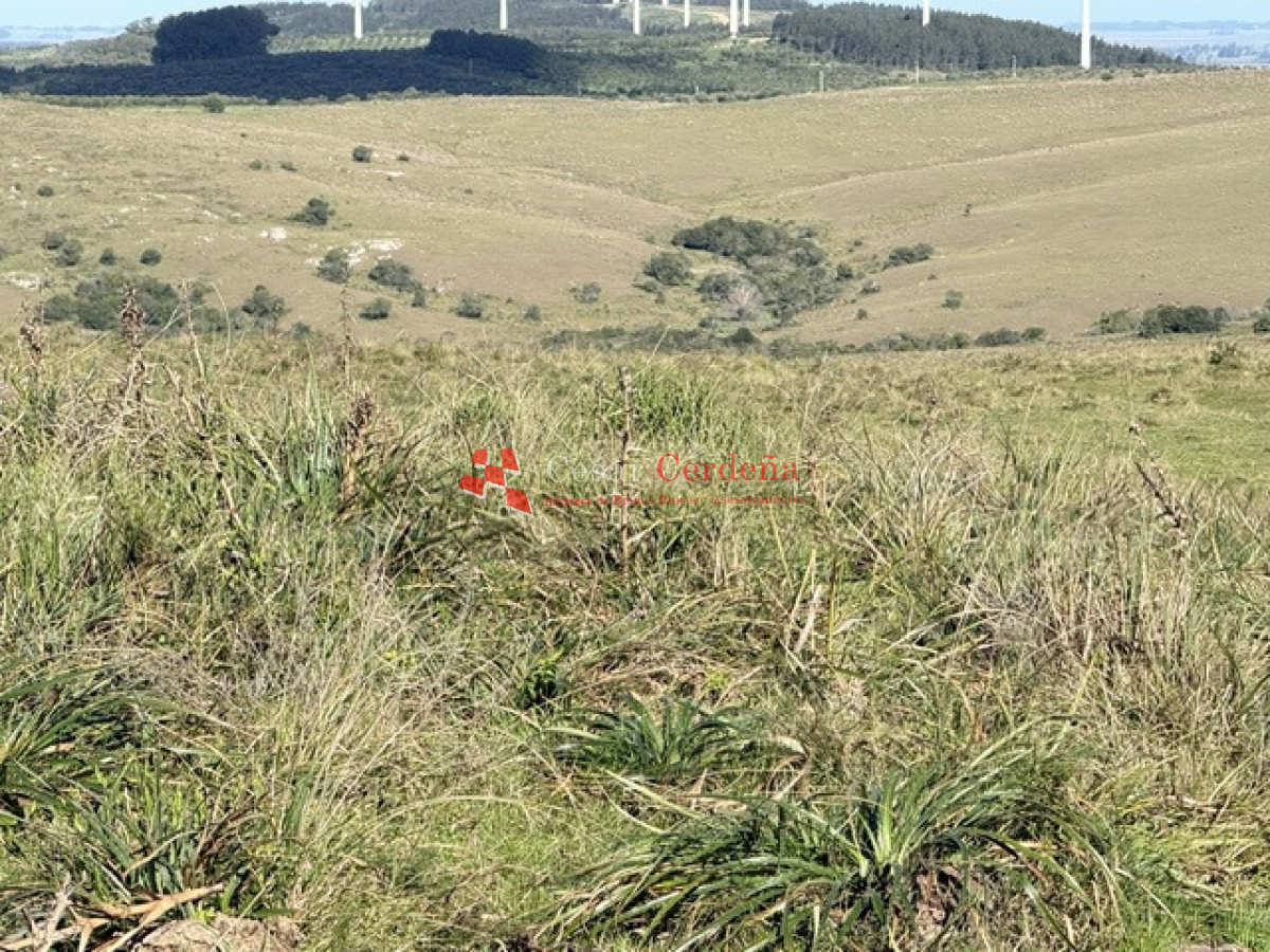 Campo Ref.1936 - VENTA - Campo 240 hectáreas en 19 de Abril - Rocha