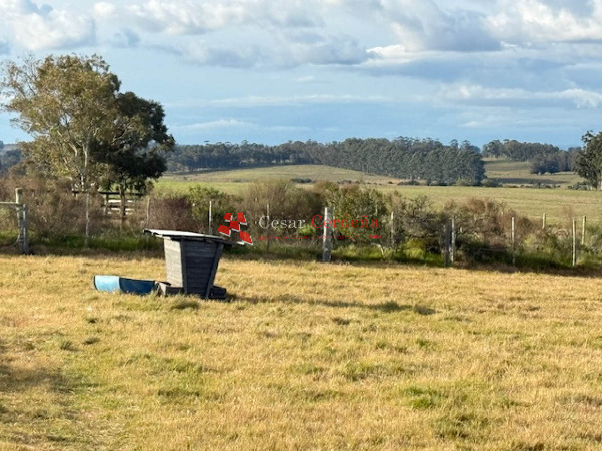 Campo Ref.1998 - VENTA - Campo 358 hectáreas en Garzón, Rocha