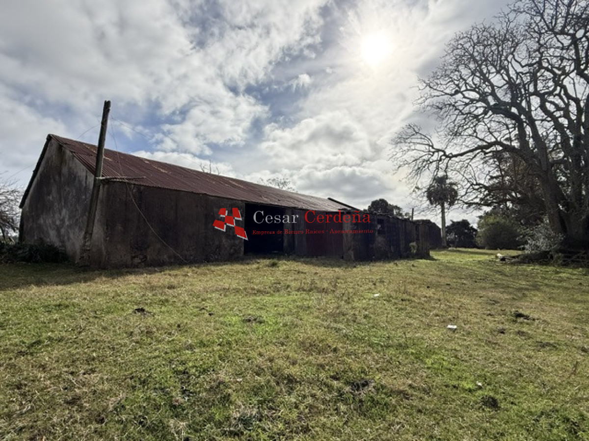 Campo Ref.1826 - VENTA - Campo 600 hectáreas Rocha - Ganadero Forestal