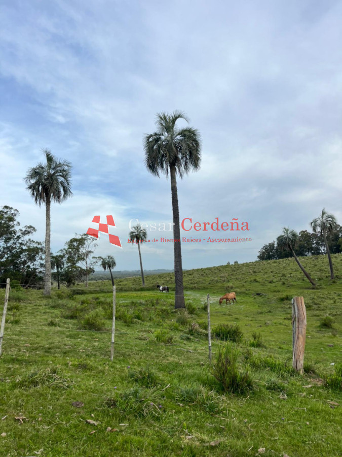 Campo Ref.1952 - VENTA - Campo 138 hectareas en Castillos Rocha