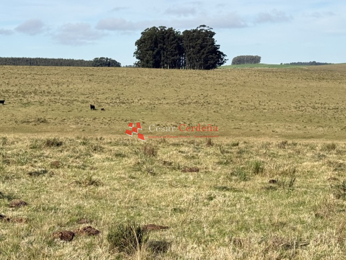 Campo Ref.2007 - VENTA - Campo 655 hectáreas cercano a Velazquez
