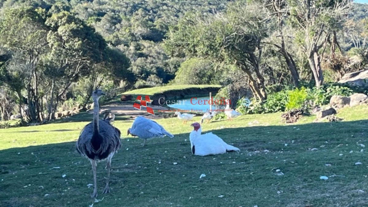 Campo Ref.1886 - VENTA - Campo de 238 hectáreas ganaderas en zona del Cerro Catedral