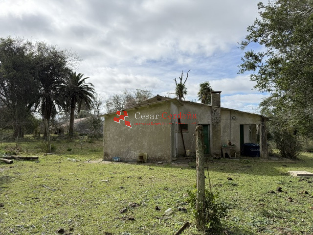 Campo Ref.1826 - VENTA - Campo 600 hectáreas Rocha - Ganadero Forestal