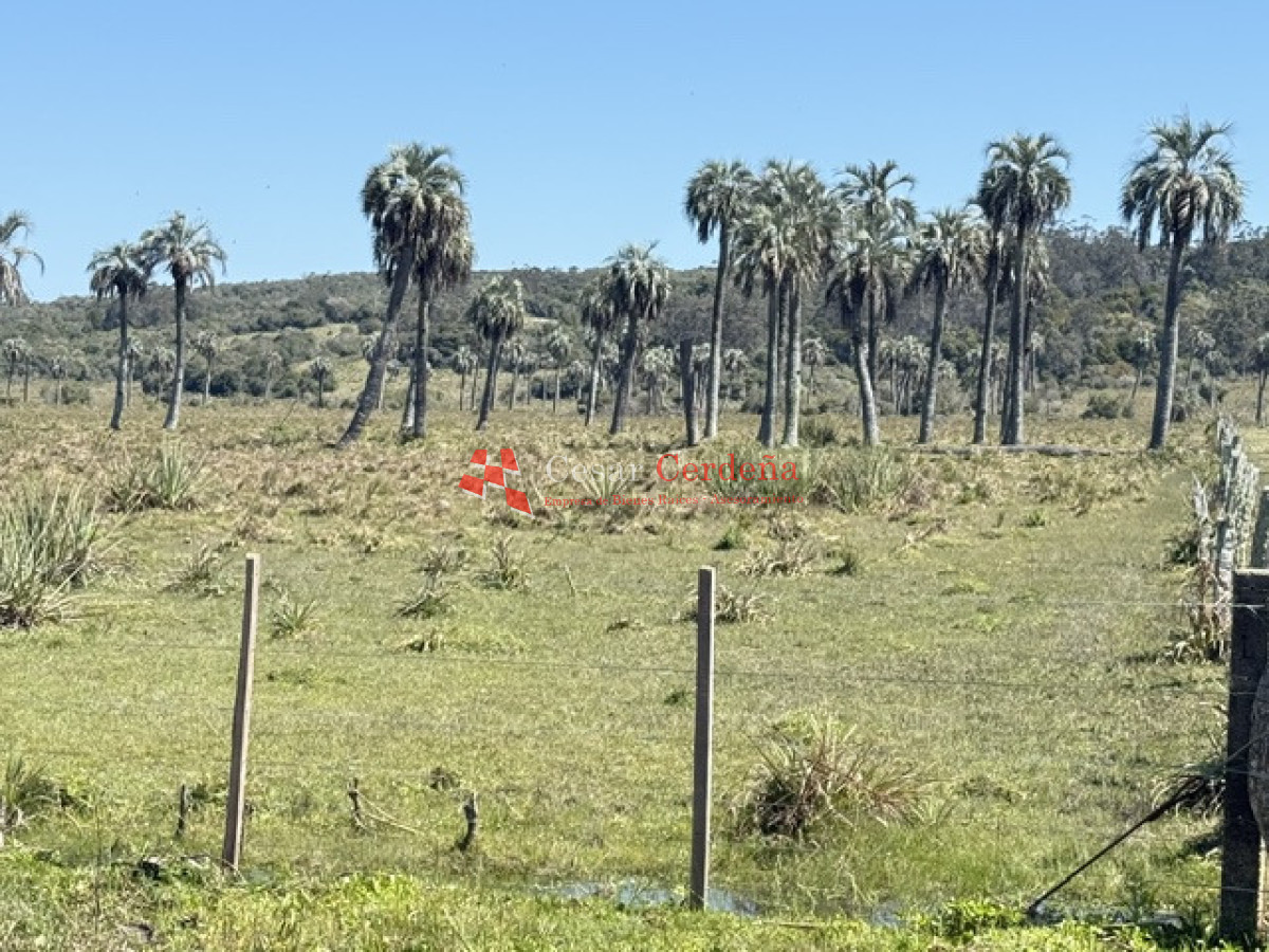 Campo Ref.1968 - VENTA - Campo 106 hectareas - Castillos