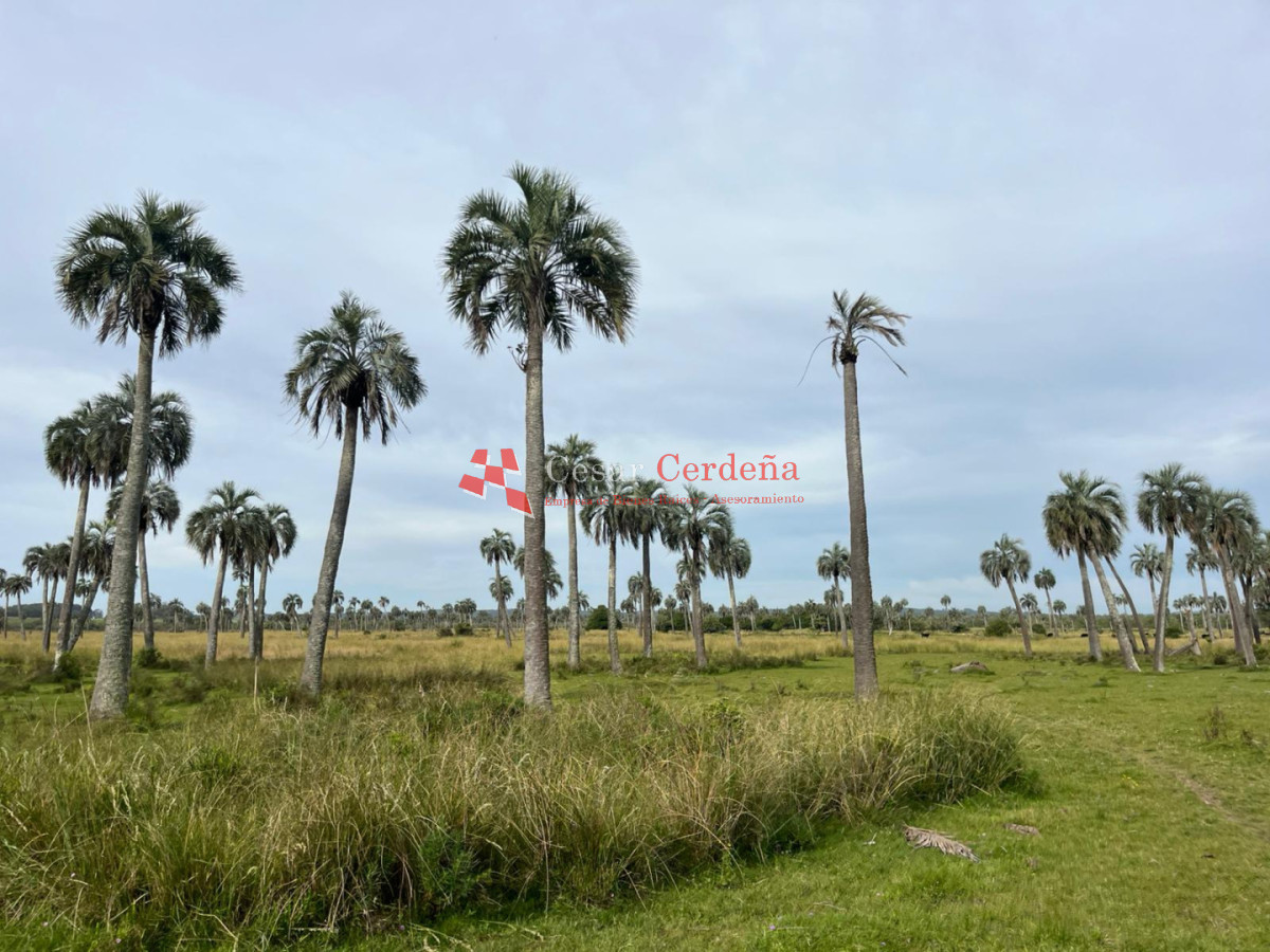 Campo Ref.1952 - VENTA - Campo 138 hectareas en Castillos Rocha