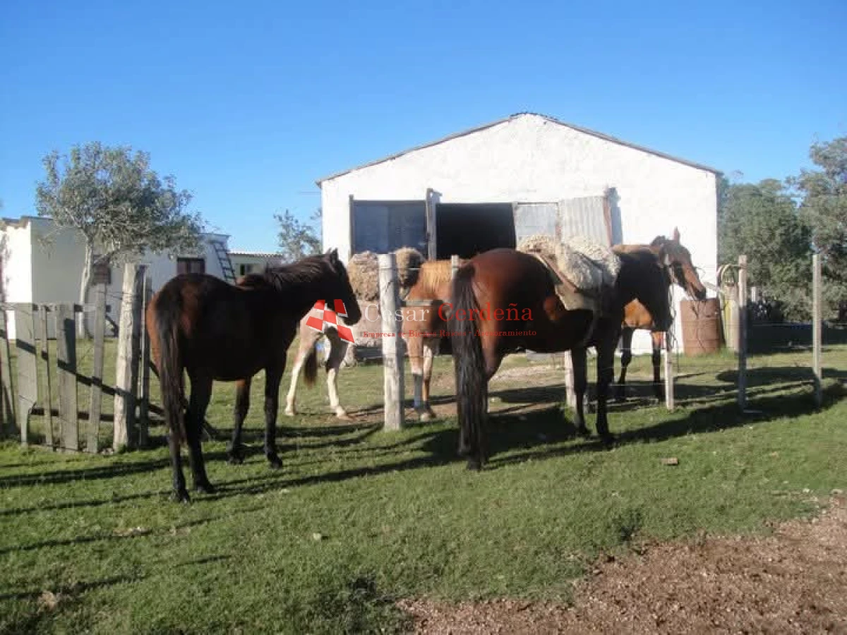 Campo Ref.1936 - VENTA - Campo 240 hectáreas en 19 de Abril - Rocha