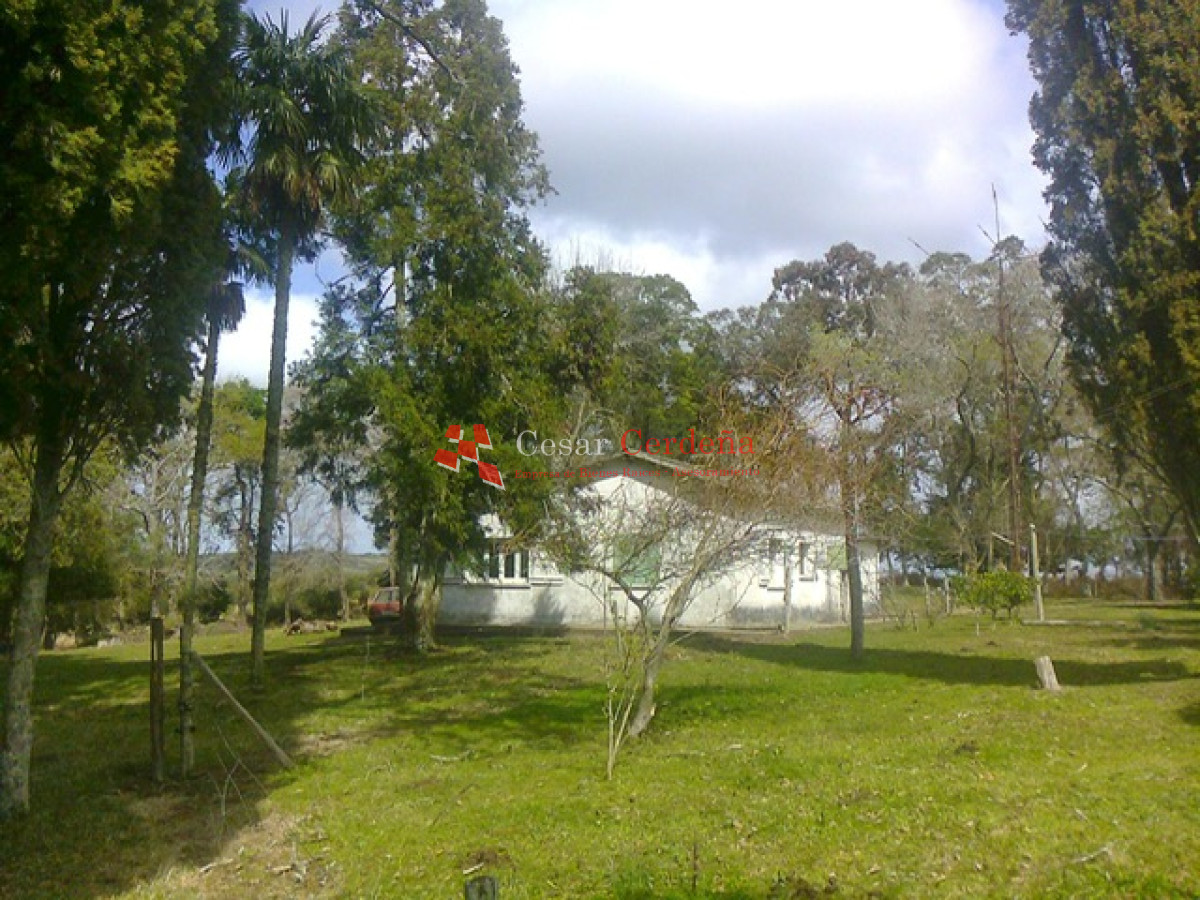 Campo Ref.1826 - VENTA - Campo 600 hectáreas Rocha - PROYECTO FORESTAL