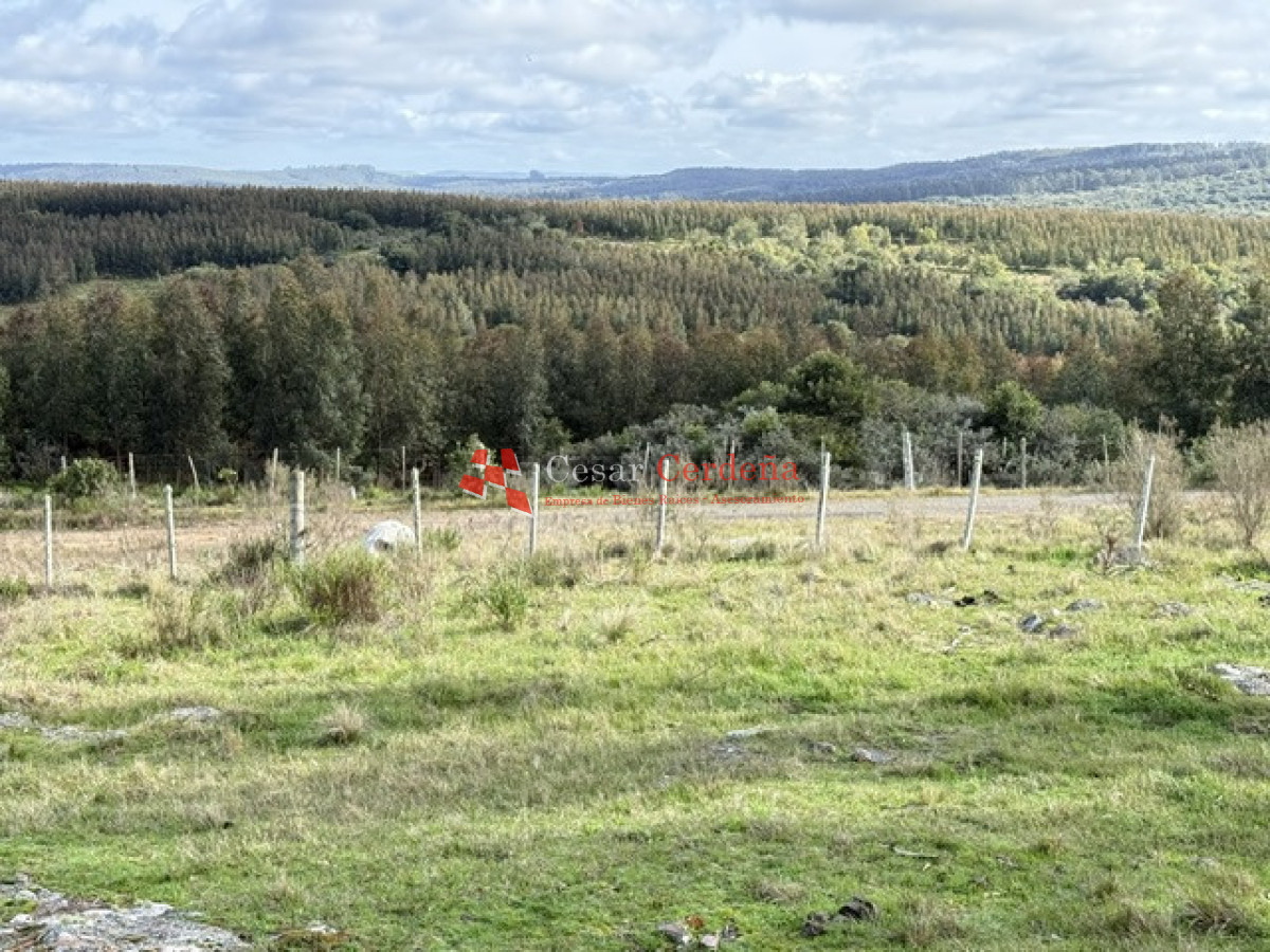Campo Ref.1826 - VENTA - Campo 600 hectáreas Rocha - Ganadero Forestal
