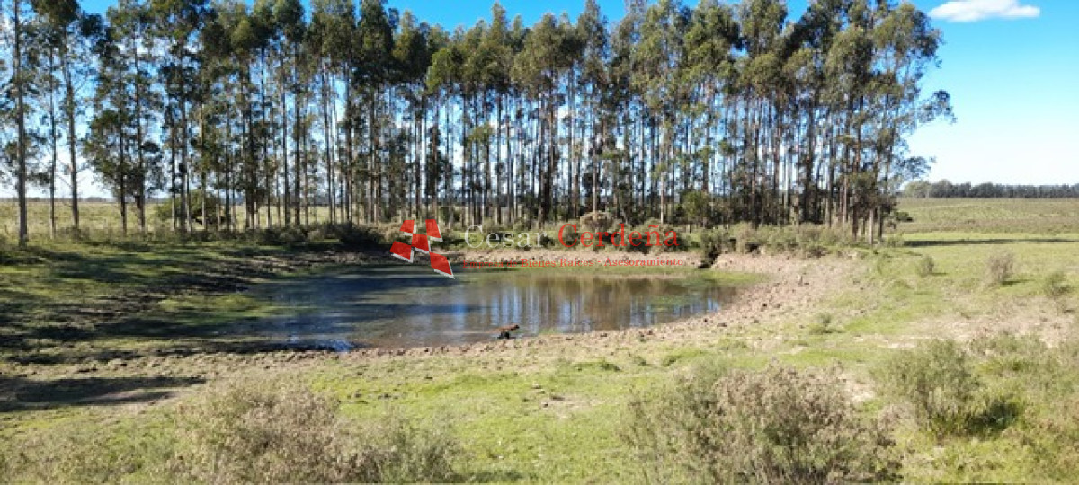 Campo Ref.1937 - VENTA - Campo de 83 hectáreas en Maldonado