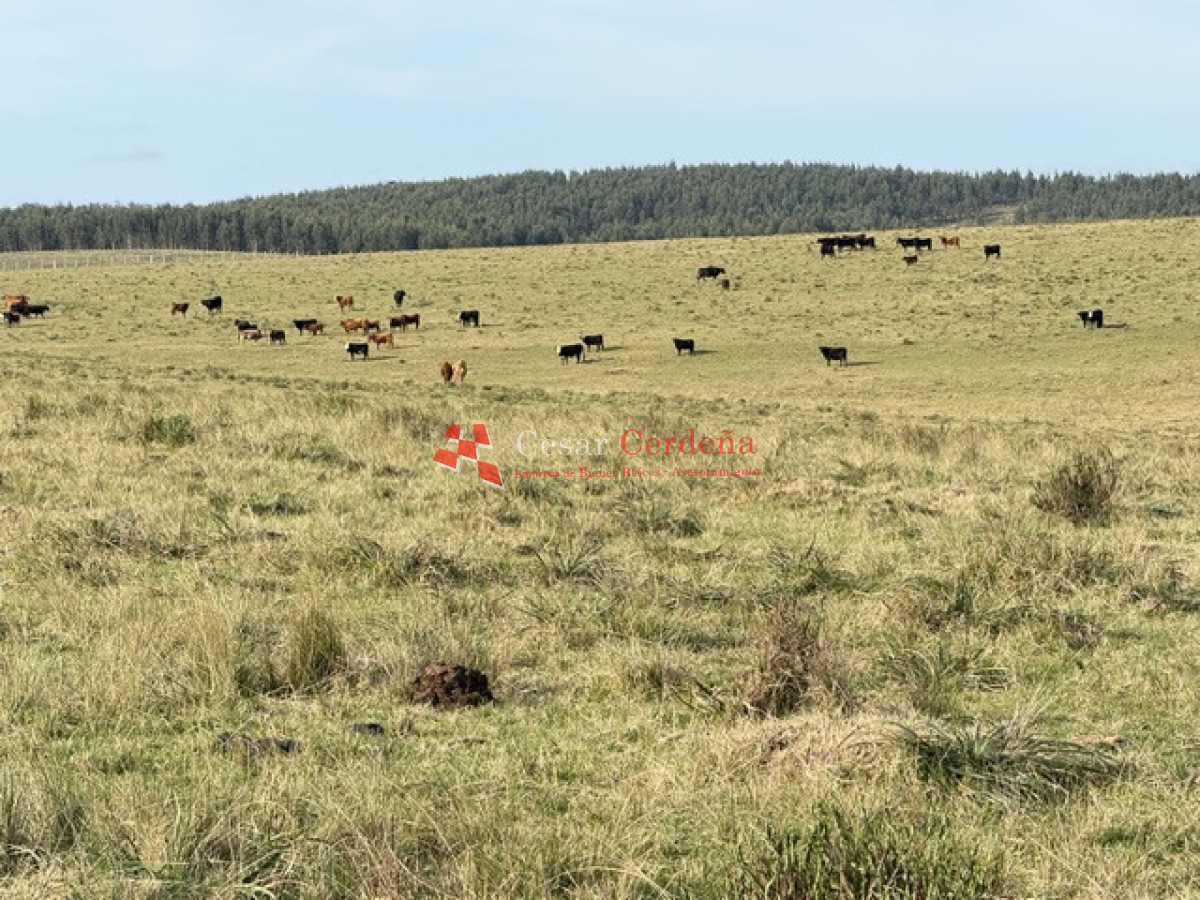 Campo Ref.2007 - VENTA - Campo 655 hectáreas cercano a Velazquez