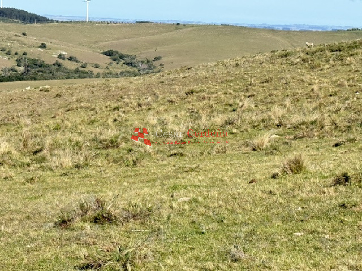 Campo Ref.1936 - VENTA - Campo 240 hectáreas en 19 de Abril - Rocha