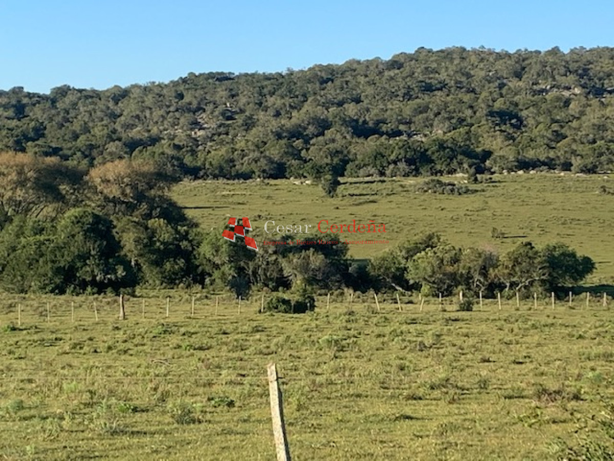 Campo Ref.1579 - VENTA - Campo 419 has ganaderas Rocha