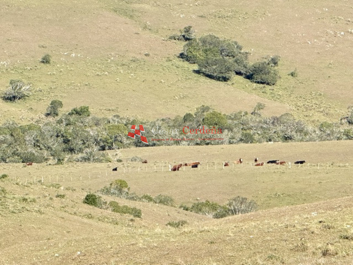 Campo Ref.1936 - VENTA - Campo 240 hectáreas en 19 de Abril - Rocha