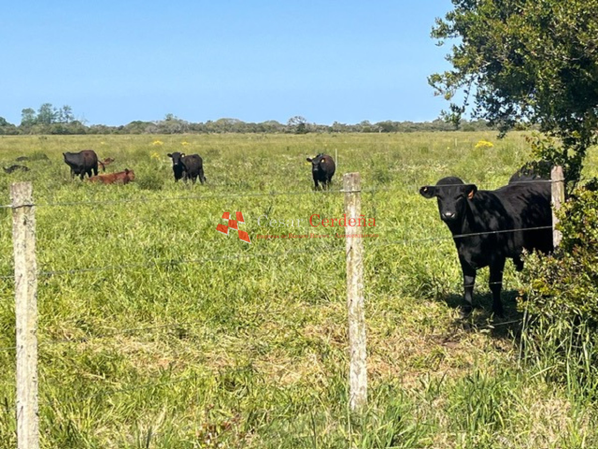 Campo Ref.1850 - VENTA - 745 HECTAREAS ROCHA