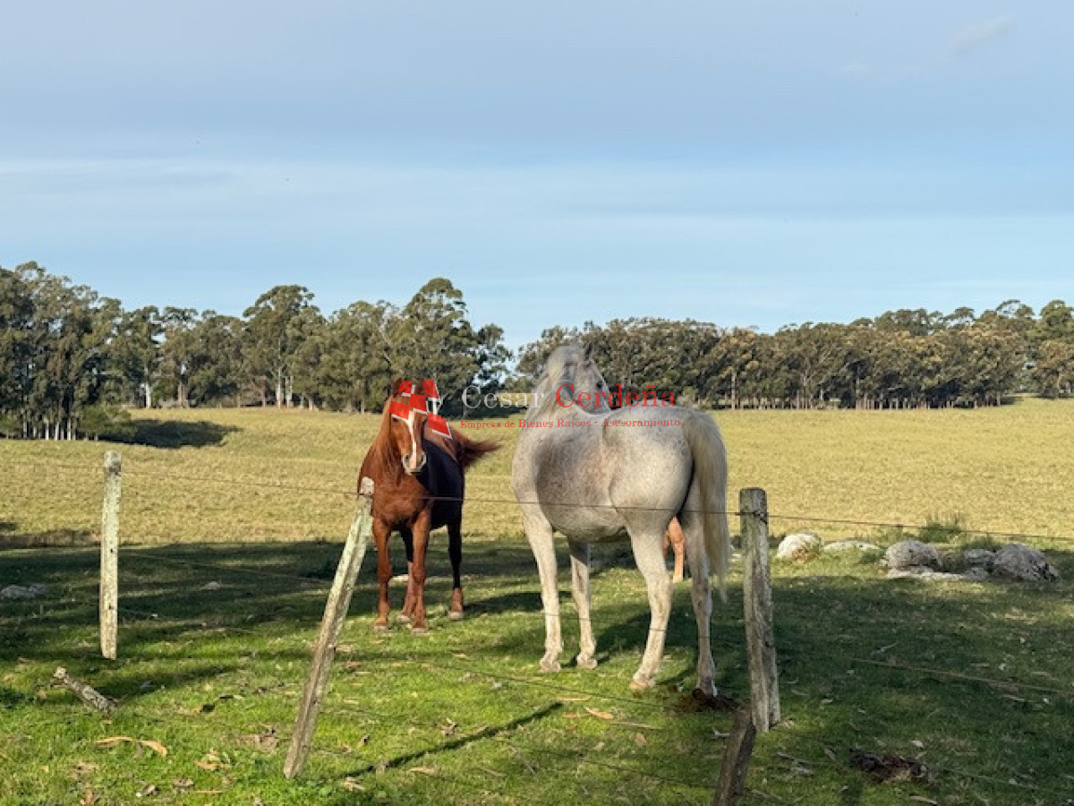 Campo Ref.1998 - VENTA - Campo 358 hectáreas en Garzón, Rocha