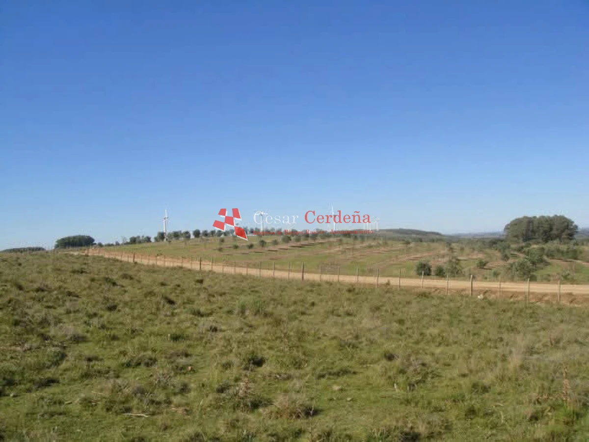 Campo Ref.1936 - VENTA - Campo 240 hectáreas en 19 de Abril - Rocha