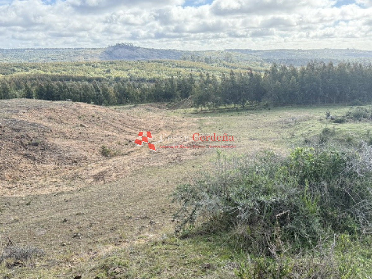 Campo Ref.1826 - VENTA - Campo 600 hectáreas Rocha - Ganadero Forestal