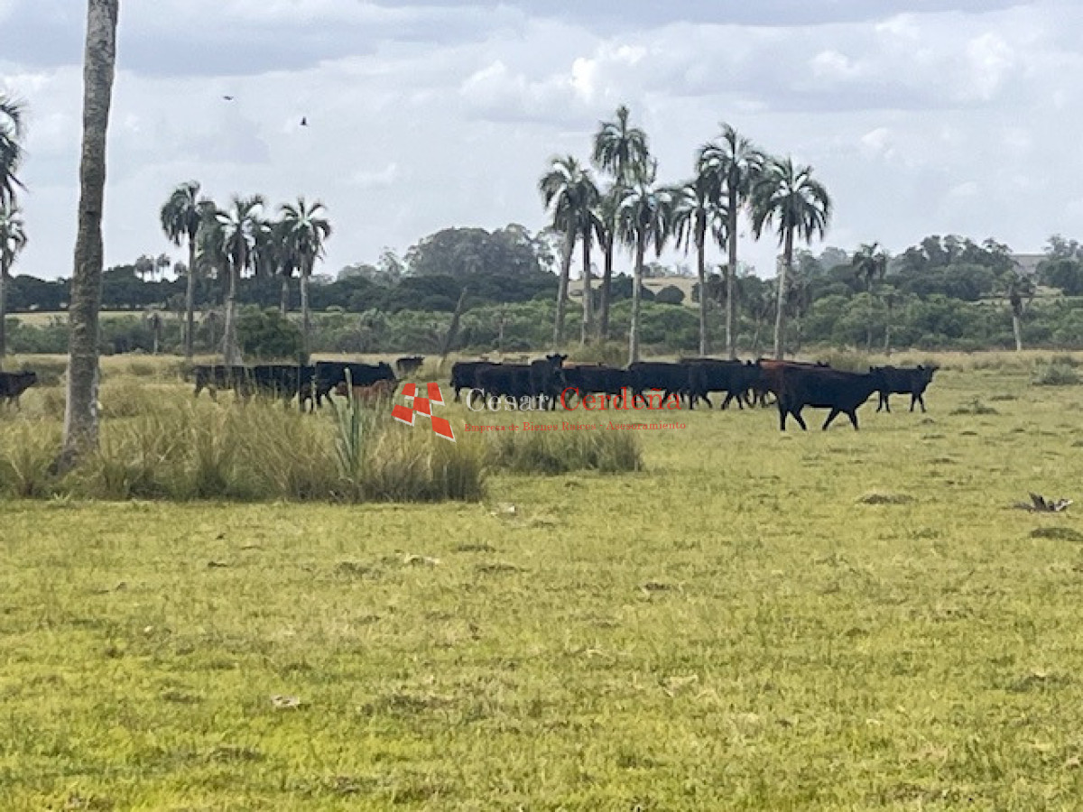 Campo Ref.1952 - VENTA - Campo 138 hectareas en Castillos Rocha