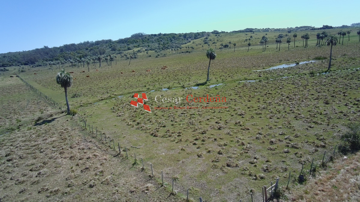 Campo Ref.1968 - VENTA - Campo 106 hectareas - Castillos