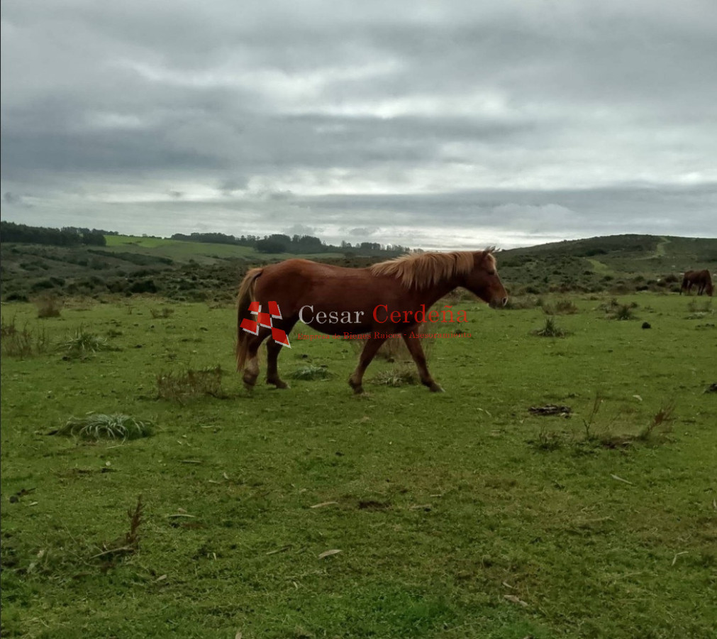 Campo Ref.1964 - VENTA - Campito 59 hectáreas - Castillos, Rocha