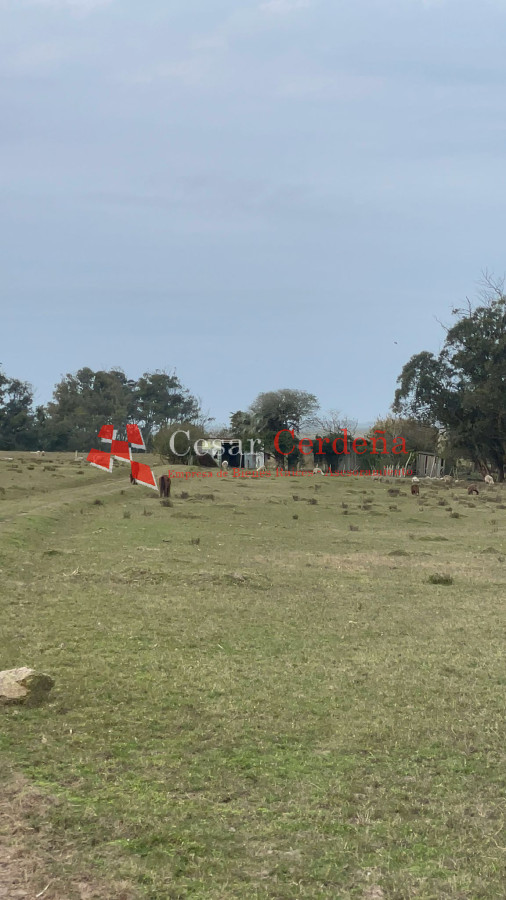 Campo Ref.1899 - VENTA - Campo 208 hectareas en La Coronilla