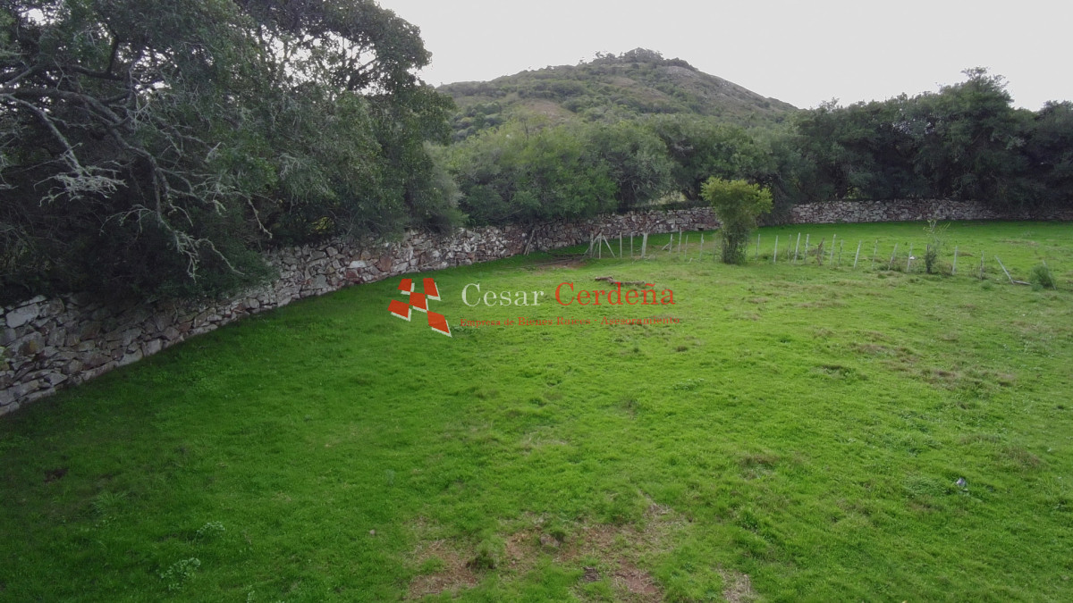 Campo Ref.1826 - VENTA - Campo 600 hectáreas Rocha - Ganadero Forestal