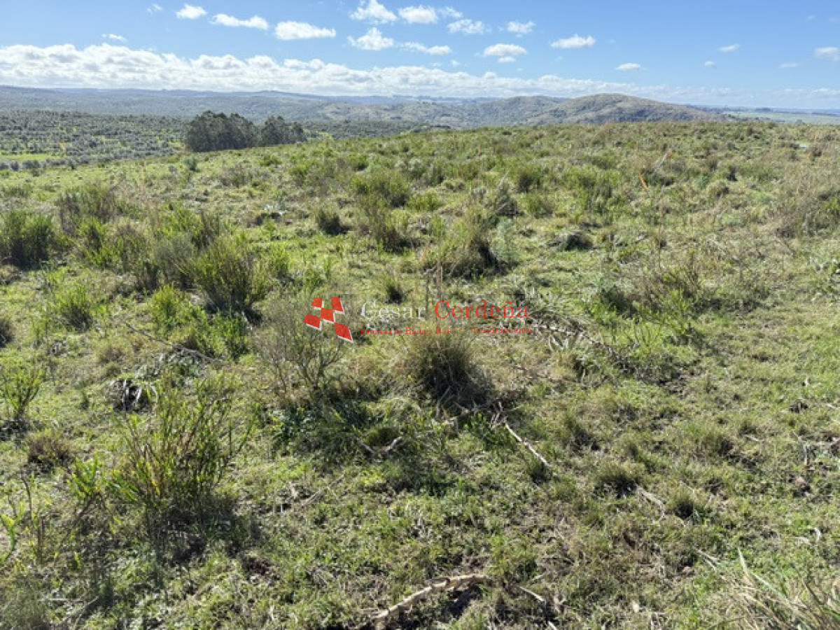 Campo Ref.1936 - VENTA - Campo 240 hectáreas en 19 de Abril - Rocha