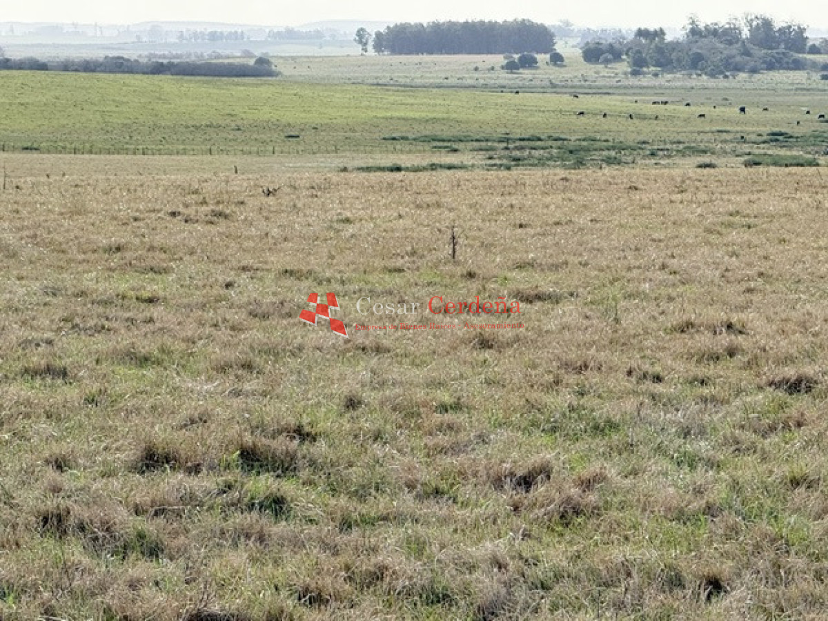 Campo Ref.2007 - VENTA - Campo 655 hectáreas cercano a Velazquez