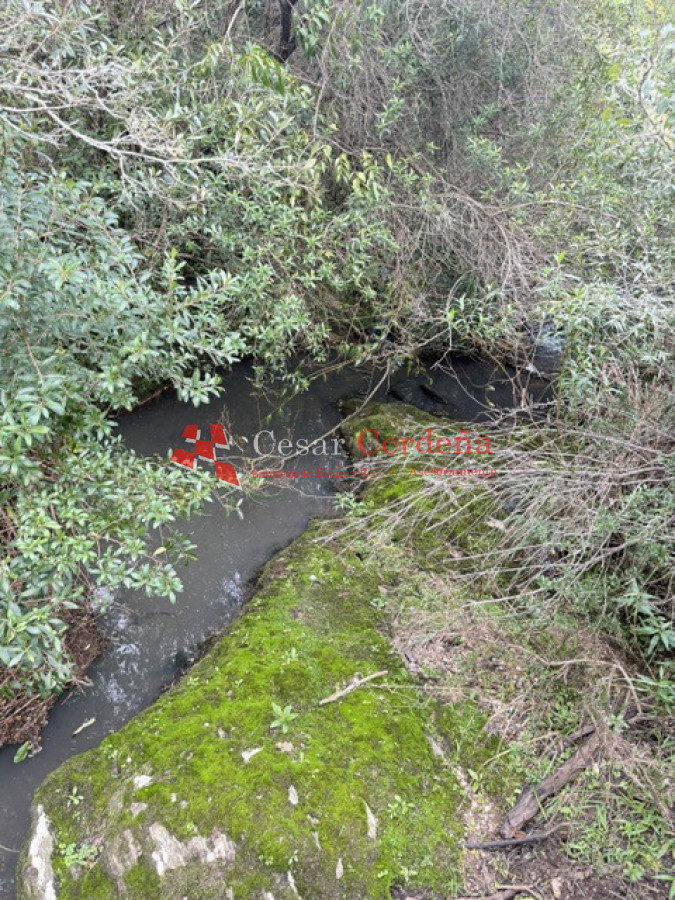 Campo Ref.1999 - VENTA - Campo Ganadero-Forestal de 176 hectáreas - Castillos, Rocha