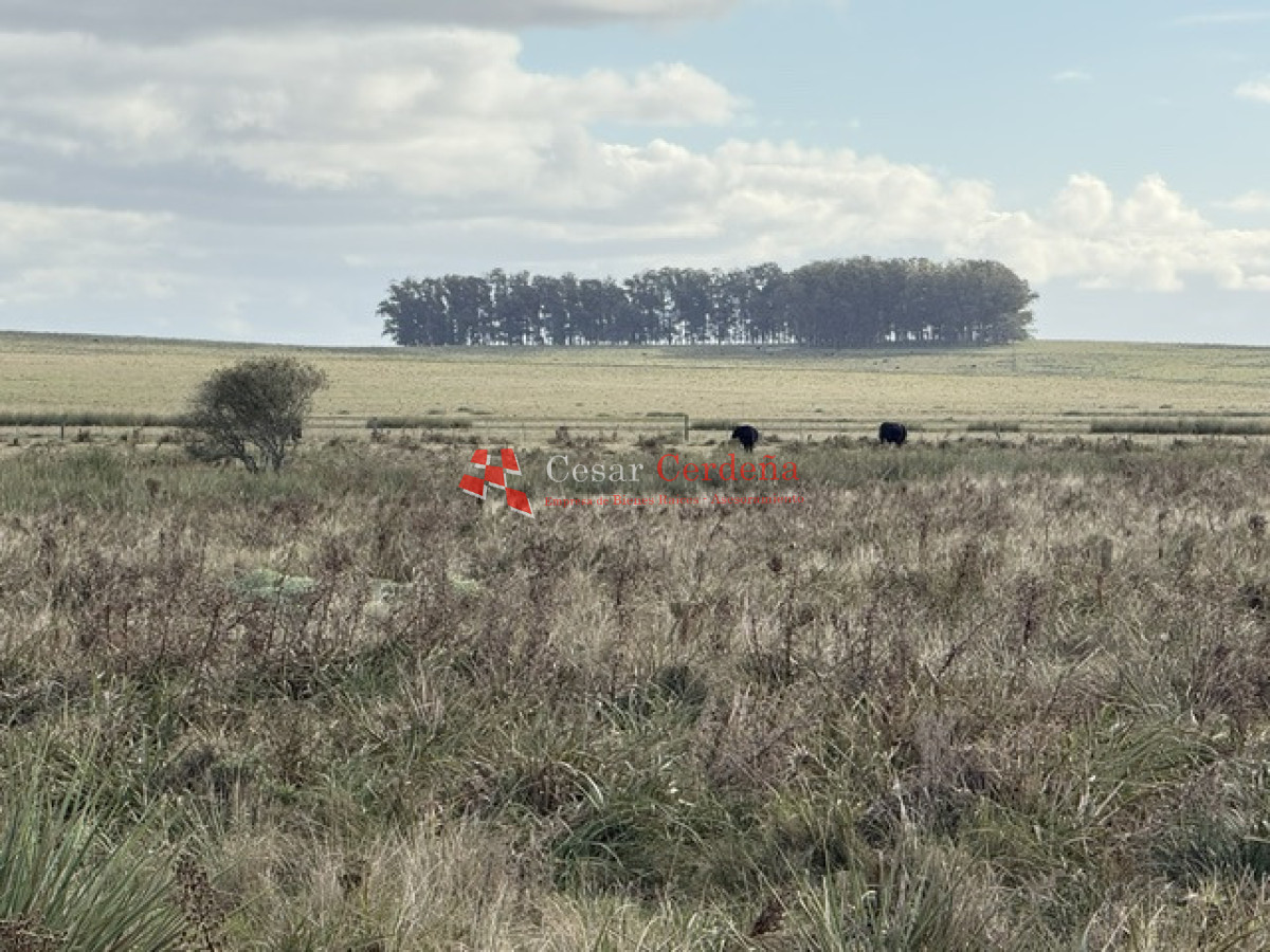 Campo Ref.2007 - VENTA - Campo 655 hectáreas cercano a Velazquez