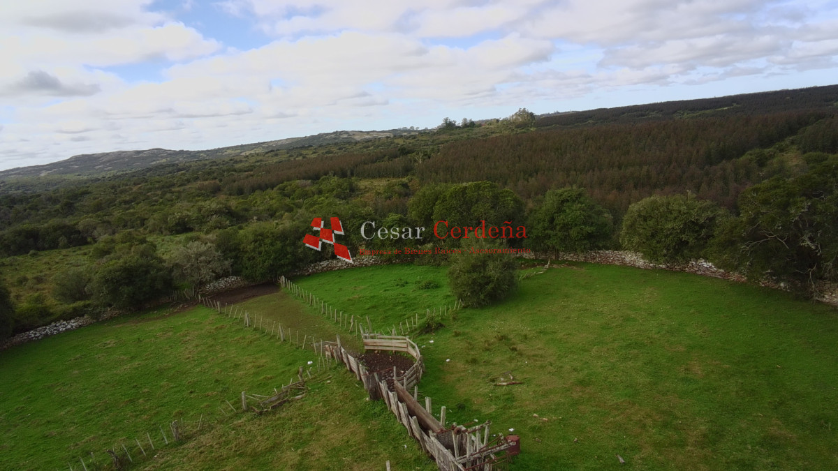 Campo Ref.1826 - VENTA - Campo 600 hectáreas Rocha - Ganadero Forestal