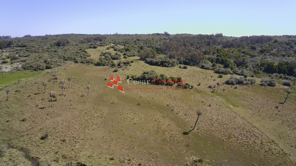 Campo Ref.1968 - VENTA - Campo 106 hectareas - Castillos