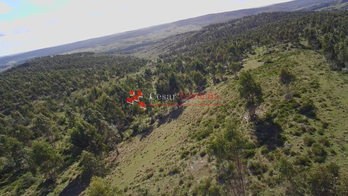 Campo Ref.1981 - VENTA - Campo 372 hectáreas en Piedras Blancas, Rocha