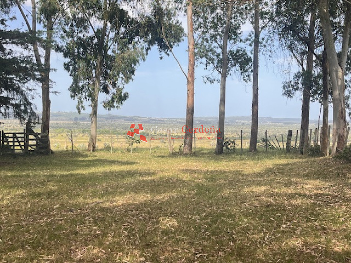 Campo Ref.1952 - VENTA - Campo 138 hectareas en Castillos Rocha