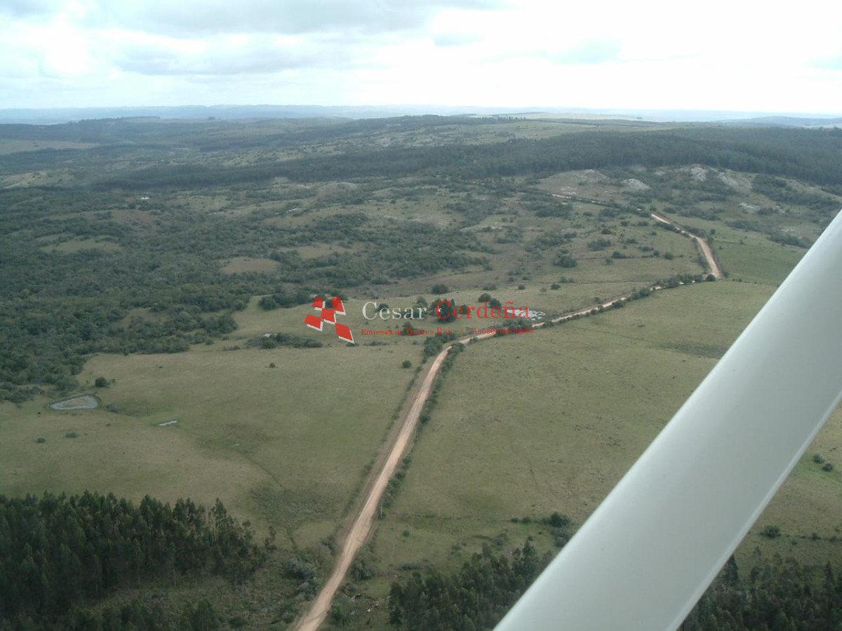 Campo Ref.1826 - VENTA - Campo 600 hectáreas Rocha - PROYECTO FORESTAL